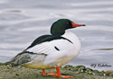 Mergus merganser